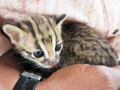 Leopard Infant Enters Residential Area in Sibolangit, Sumatra (October 25, 2016)